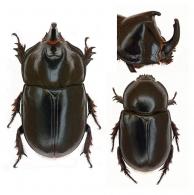 Megaceras philoctetes  (Olivier, 1789)  ♂ & ♀