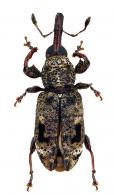Curculionidae Gen sp112