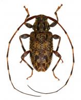 Oedopeza flavoparsa  Monné, 1990