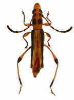 Odontocera nigrovittata  Tavakilian & Penaherrera-Leiva, 2003 