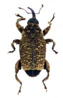 Cryptorhynchinae Gen sp5