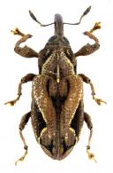 Heilipodus triangulifer (Lucas, 1857)