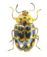 Prepopharus undatus  var. polyscriptus  Kuhnt,  1910