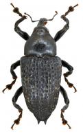 Cratosomus bispinosus Schöenherr, 1837
