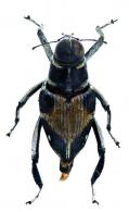 Macrocopturus rhombifer (Heller, 1895)