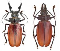 Macrodontia crenata (Olivier, 1795)♂ & ♀