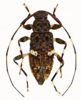 Acanthocinini Gen sp G430