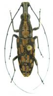 Hypselotropis pustulata (Fabricius, 1801)