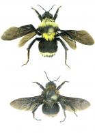 Bombus transversalis (Olivier, 1789) ouvrière