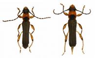 Eclipta transversemaculata (Tavakilian & Penaherrera-Leiva,2005) ♂ & ♀