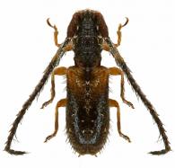 Acestrilla minima ?  Bates, 1885
