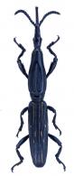 Brentinae Gen sp10