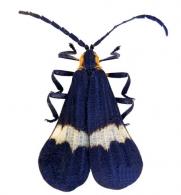 Calopteron tropicum (Linné, 1764)