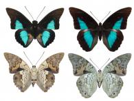 Prepona laertes demodice (Godart, 1824)   ♂ & ♀