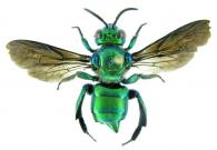 Exaerete dentata ()