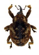 Curculionidae Gen sp119