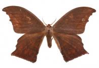 Oxytenis zerbina  (Walker, 1855)