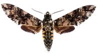 Manduca leucospila  (Rothschild & Jordan, 1903)