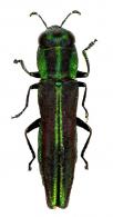 Agrilaxia bongrandi  (Cobos, 1972)