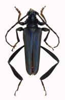 Cnemidochroma coeruleum  (Achard, 1910)