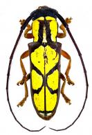 Gagarinia borgmeieri (Bondar, 1938)