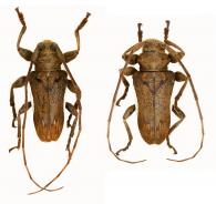 Oreodera cretata  Bates, 1861  ♂ & ♀
