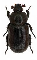 Cnemidophileurus personatus  Kolbe, 1910