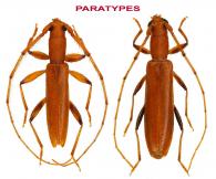 Paraniophis signatipes   Dalens & Touroult, 2014   ♂ & ♀  PARATYPES