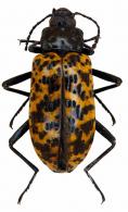 Stenochiinae Gen sp68