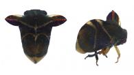 Tropidolomia sp1