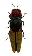 Agrilus tristani Curletti & Brulé, 2011
