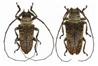 Lochmaeocles pulcher  Dillon & Dillon, 1946 ♂ & ♀