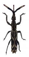 Ulocerus sp2
