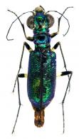 Iresia (Palaeoiresia) besckii  Mannerheim, 1837 