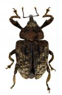 Curculionidae Gen sp115