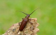 Callipogon  Orthomegas  cinnamomeum