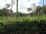 Forêt primaire 