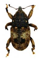 Conoderinae Gen sp62