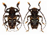 Aegomorphus phasianus  (Bates, 1861)   ♂ & ♀