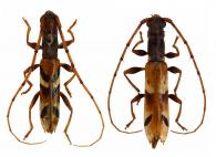 Compsa quadriguttata (White, 1855) ♂ & ♀