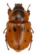Cyclocephala arnaudi  Dechambre, 1980