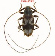 Lepturges (Lepturges) raphaeli Roguet, 2022 PARATYPE