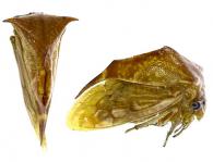 Ceresa sp2