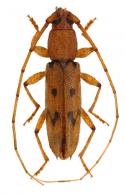 Achryson surinamum (Linnaeus, 1767)