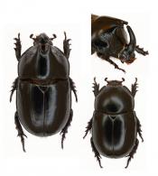 Megaceras remus  Reiche, 1859  ♂ & ♀