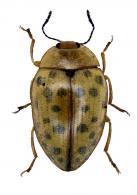 Neopriotelus irroratus Lacordaire, 1842