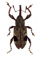 Molytinae Gen sp30