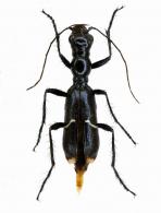 Ctenostoma (Ctenostoma) cayennensis  Naviaux,1998