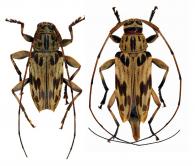 Nyssodrysternum nitidum Monné & Tavakilian, 2011  ♂ & ♀