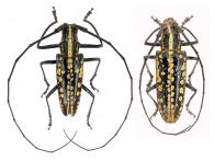 Taeniotes cayennensis  Thomson, 1859  ♂ & ♀
